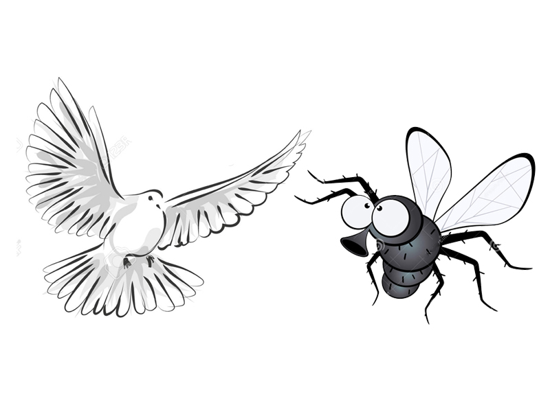 La mouche et la colombe